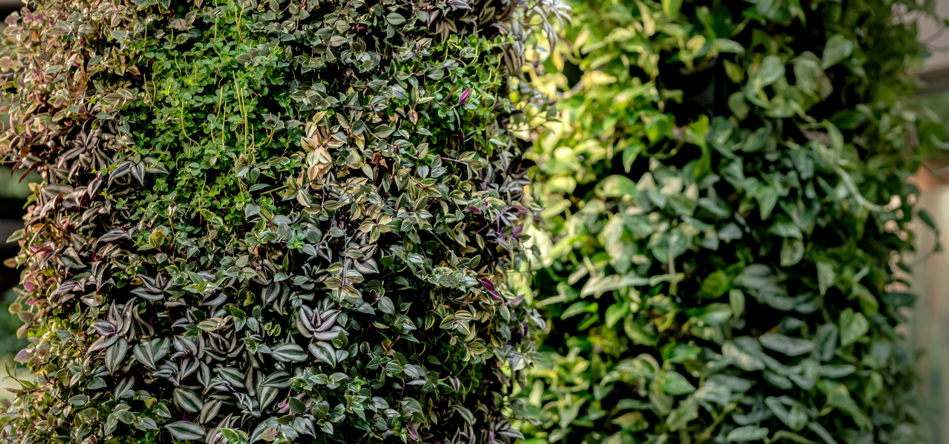 Gartenhof K�sters - Carolus Thermen