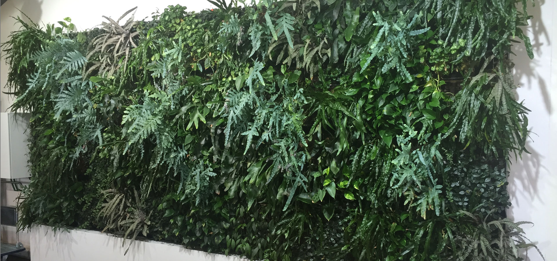 Gartenhof K�sters - Indoor-Wandbegr�nungen